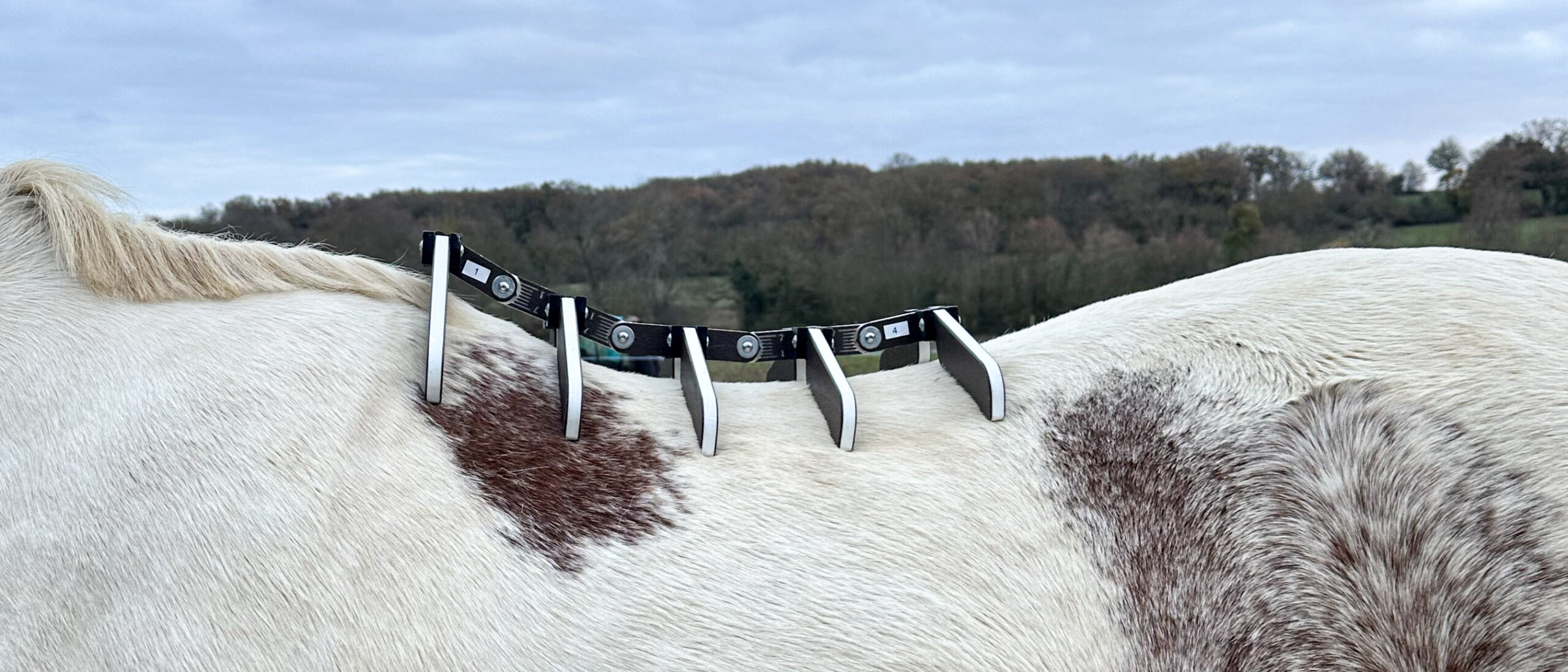 prise de mesure d'un cheval avec saddle gauge